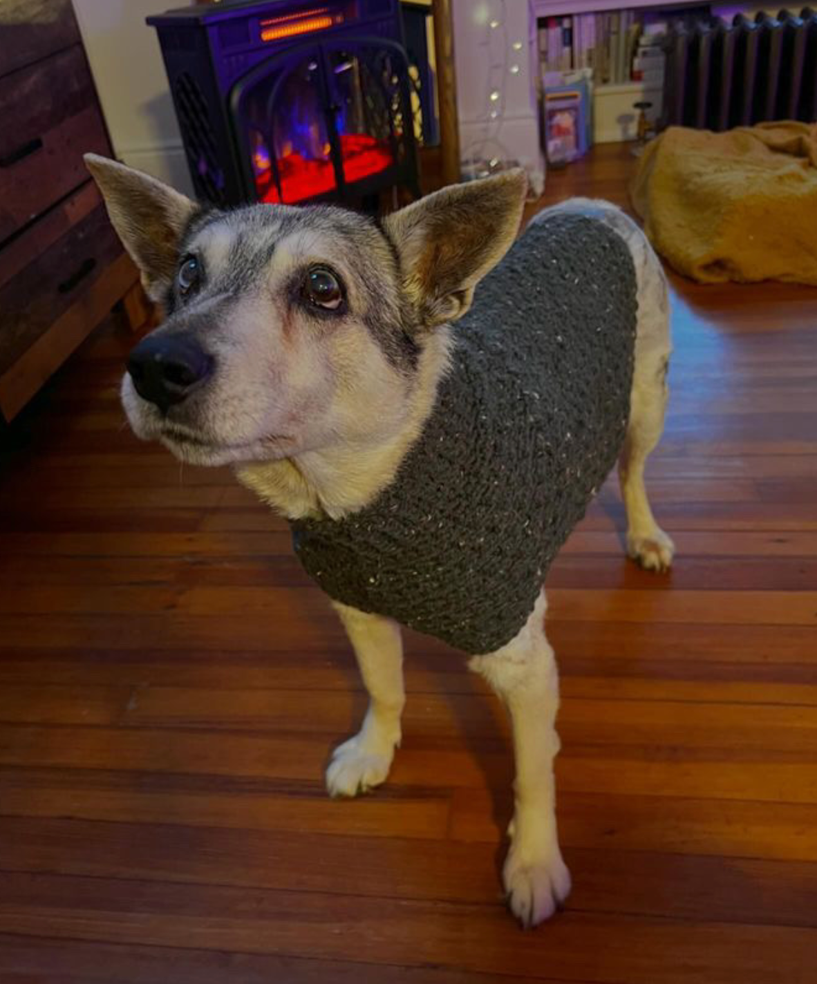 Dandy Dog Sweater (Made to Order)